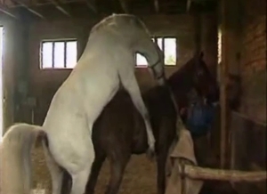 Large horses are having sexual entertainment in the barn