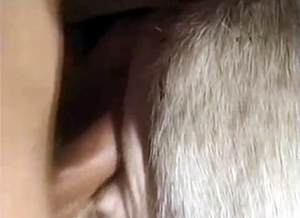 Anal fucking entertainment for intense sheep