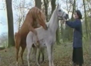 Large horses are having sexual entertainment in the barn