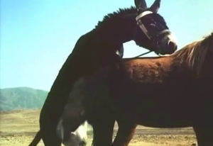 Pair of stallions decide to have some outdoors entertainment