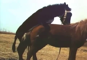 Pair of stallions decide to have some outdoors entertainment