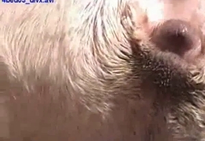Lovely zoophile girl is having kinky fun with a doggie