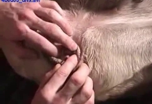 Lovely zoophile girl is having kinky fun with a doggie