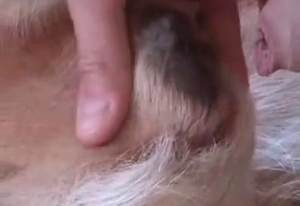 Doggie gets fucked by a red sex toy