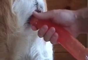 Doggie gets fucked by a red sex toy