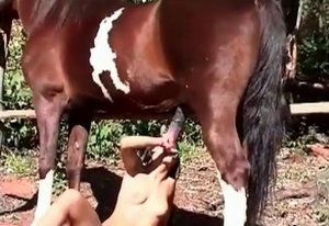 Lovely brunette with zoophilia fetish sucking a big horse cock