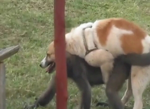 Amazing animal mix: dog takes on a fucking monkey
