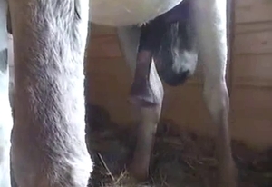 Insane horse cock showcase here