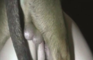Insane penetration in a bestiality vid