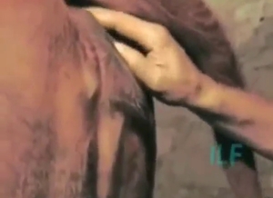 Zoophile succumbs to this mare's hot pussy