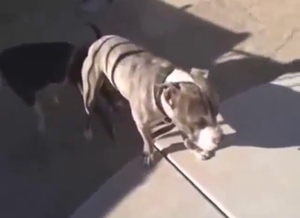 Pitbull-on-Pitbull fucking with hard gaping