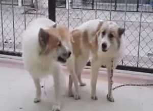 Zoophile porn with one dog breeding another