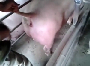 Zoo porn looks great as they fuck the same pig