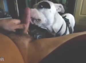 Bestiality sex with a white dog licking dong