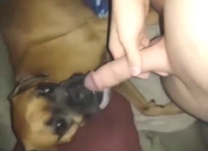 Dog is going to lick his dick during a hot scene