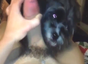 Guy jacks off and lets the dog make him climax