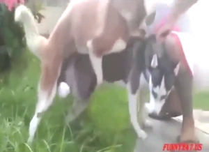 Two dogs mating to the point of no return