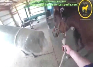 Horse is going to get off with a horny handjobber
