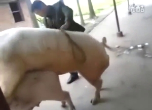 Pig porn movie with a squealing beast gaping