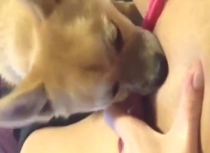 Small animal is aroused, ready to worship pussy