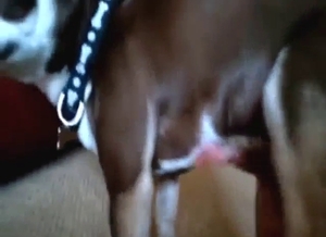 Wanking a small dog in an immersive POV movie