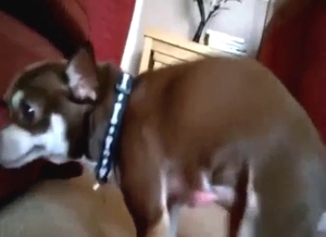 Wanking a small dog in an immersive POV movie