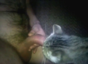 Kitty cock play with the animal sucking him off
