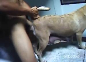 Gay dog getting his asshole fucked silly today