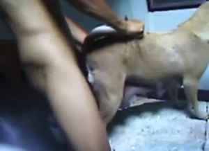 Gay dog getting his asshole fucked silly today