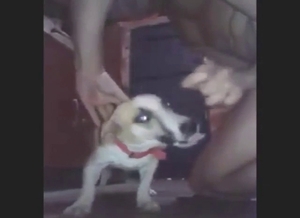 His canine GF loves the girth of his human dong