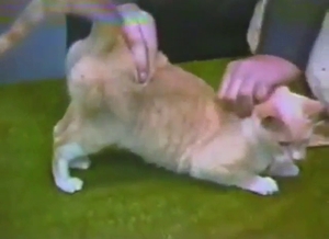 Animals being showcased, wet cat pussy is here