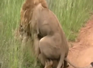 Lions roar as they fuck each other with passion