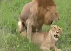 Lions roar as they fuck each other with passion
