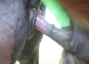 Pony porn scene with a hung beast gaping hole