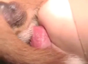 Close-up with a Dane's cock in great fucking use