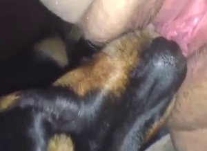Dog is going to worship a human pussy up close