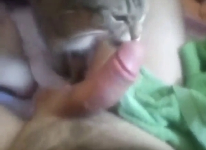 Cat licking cock in bestiality porn with a edging