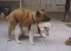 Adorable animals in bestiality porn with orgasms