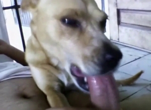 Dog is going to suck on that hard penis in POV