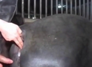 Horned-up dude drills into a slutty stallion here