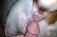 Animal Porn Site