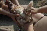 Animals bestiality porn